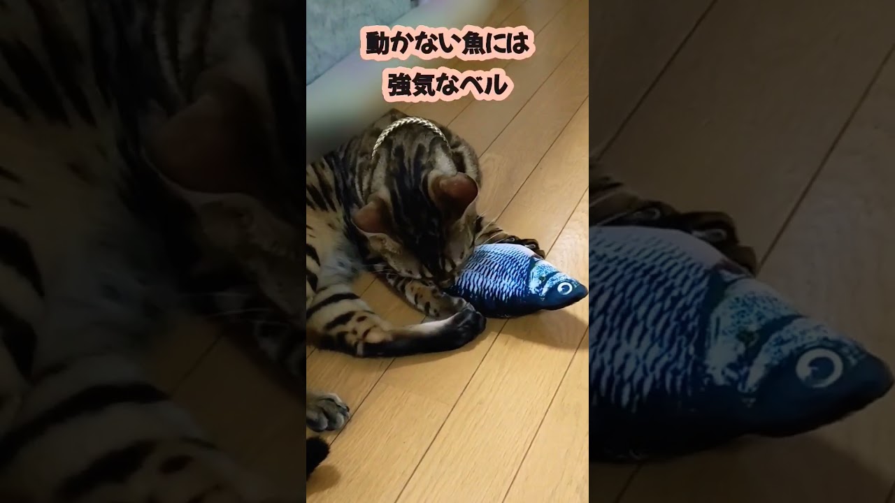 ベンガル猫　フレーメン反応　電動けりぐるみにビビるベルちゃん