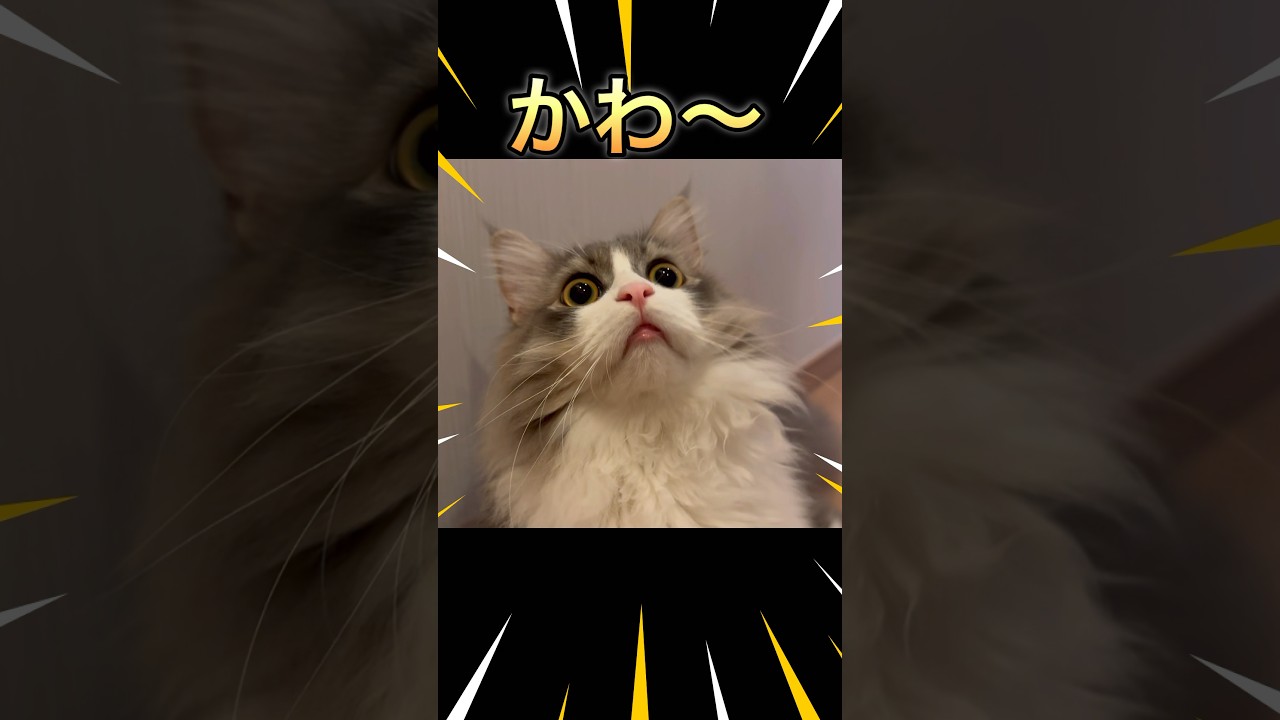 息子を待ち伏せする子猫が可愛すぎた　もふもふのサイベリアン #shorts