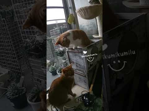 猫パンチ😻💓🌸　20210420 1 #Shorts #cat #Abyssinian #猫 #アビシニアン #短足マンチカン #キジトラ