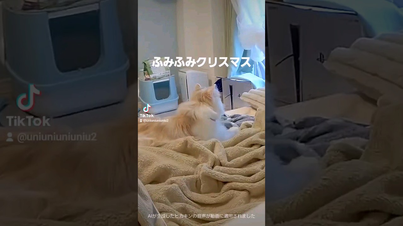 ふみふみの後ろ姿 #ラガマフィン #cat #shorts