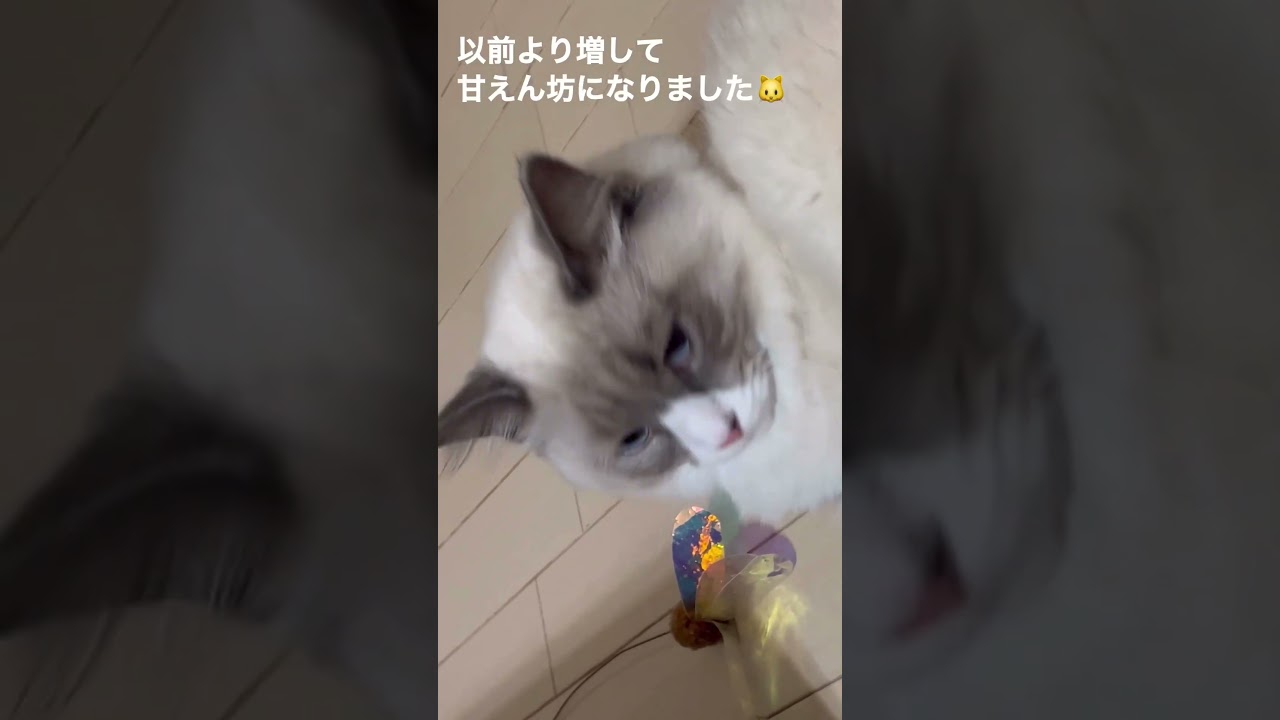 カイくん8ヶ月報告します #shorts #猫動画 #サイベリアン #cat #まな猫