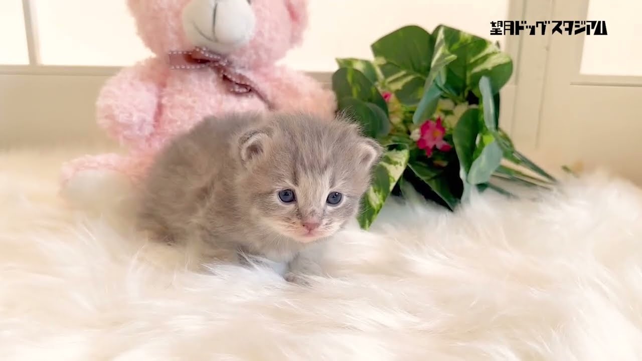 マンチカン子猫(長足)2023年12月7日生まれの女の子