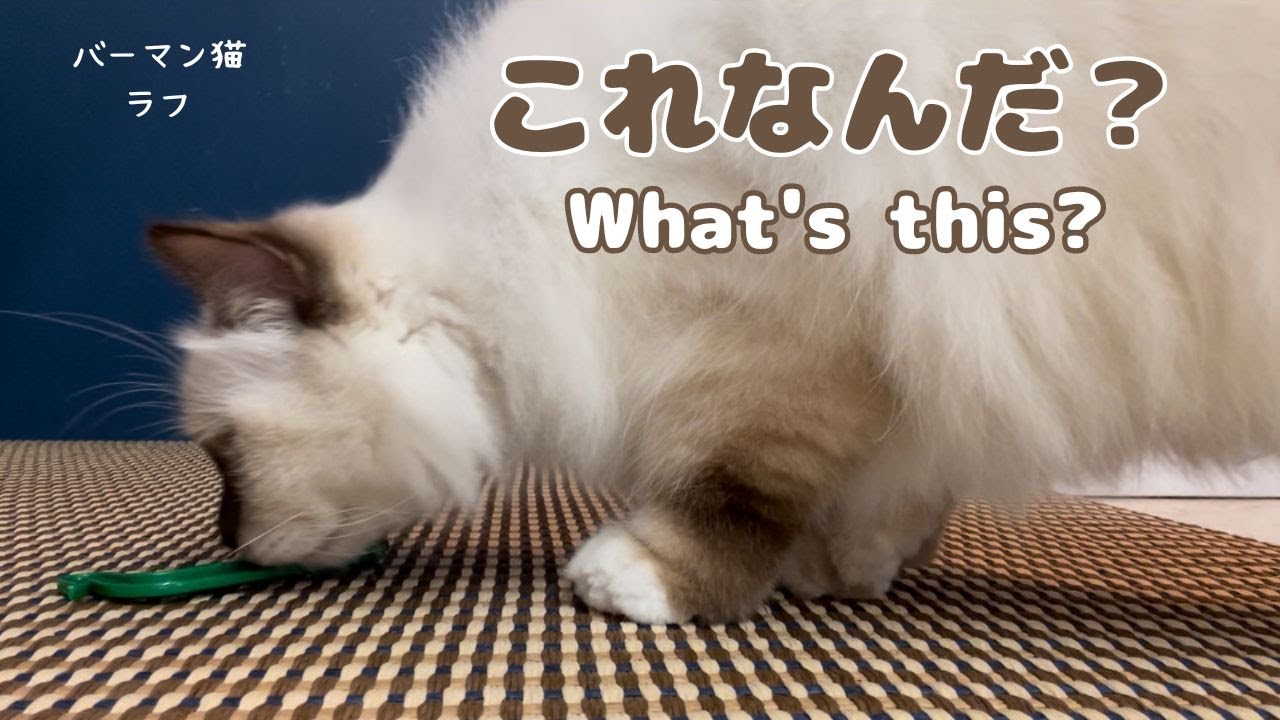 バーマン猫ラフ【これなんだ？】What's this?（バーマン猫）Birman/Cat