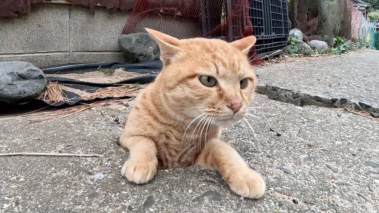 茶トラ猫とシャム猫がモグラ叩きごっこをして遊ぶ