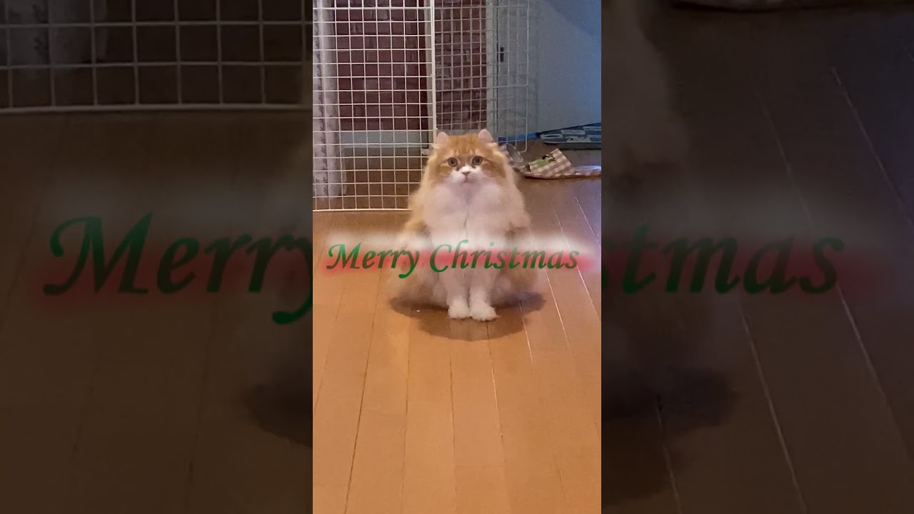 Merry Christmas #shorts  #猫 #アメリカンカール #cat