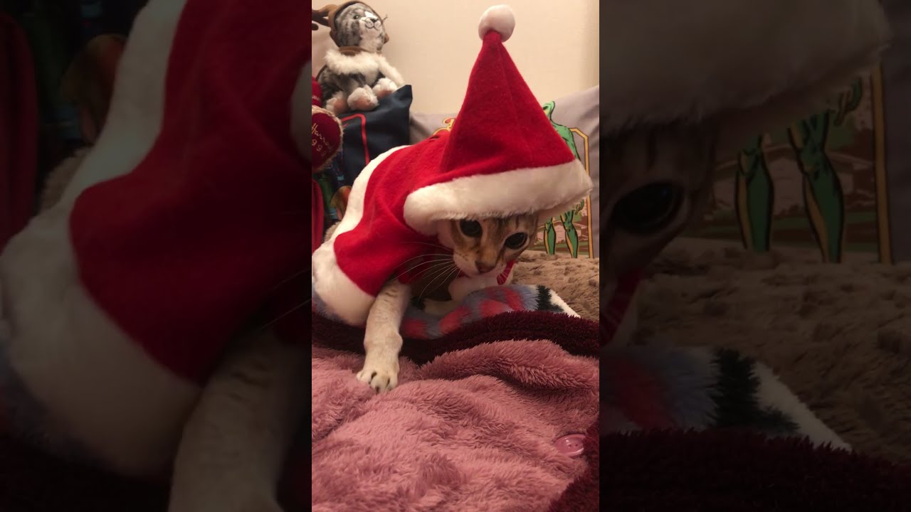 サンタマントで右往左往しちゃうシンガプーラなのにゃ♪ #cat #singapura #シンガプーラ