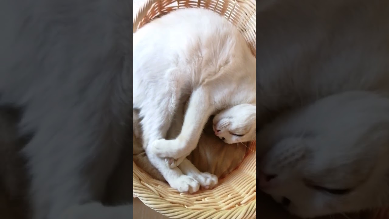【ねこ動画】おわかりいただけただろうか？ #shorts #猫 #子猫