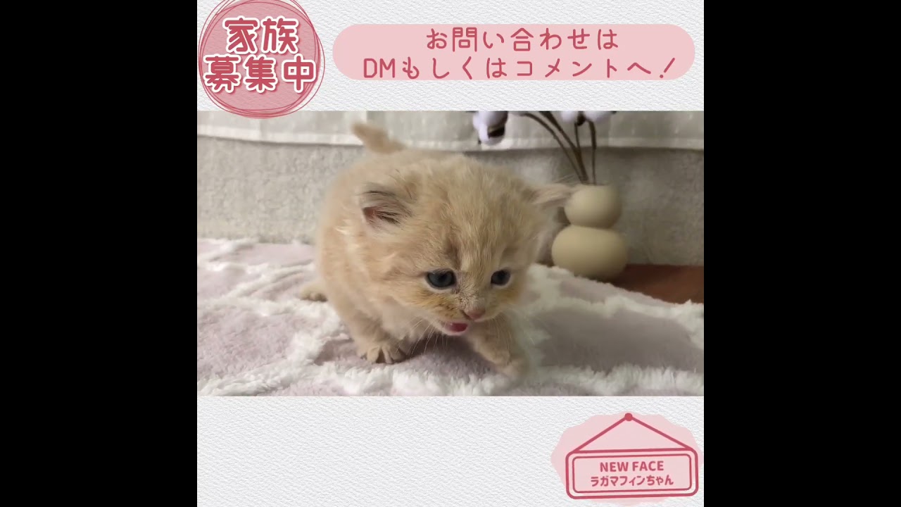 【ラガマフィン】ベビーちゃん新着☆