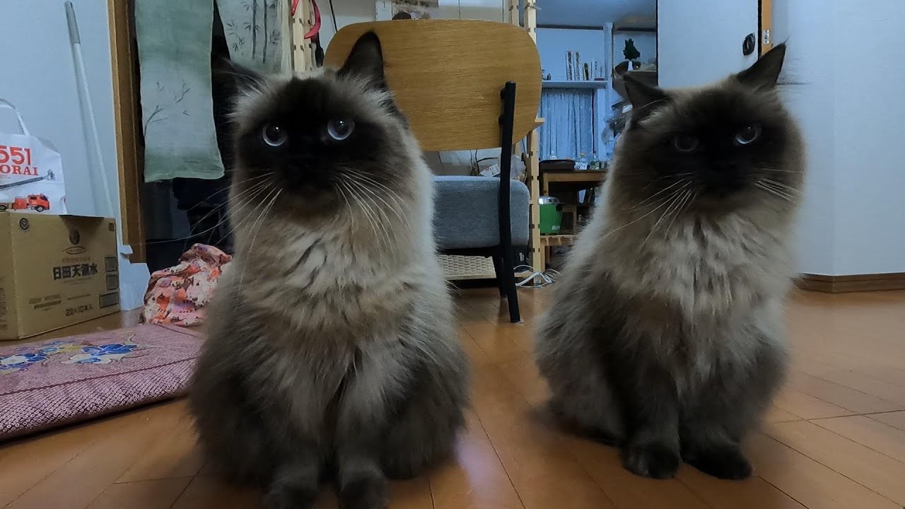 【オヤツ待ちする猫】【ヒマラヤン】オヤツタイムです。#猫　#cat
