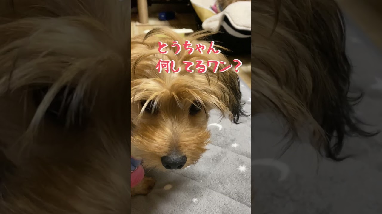 ベンガル猫にかまってもらえないから一人遊びするマルックスが可愛すぎるw #shorts