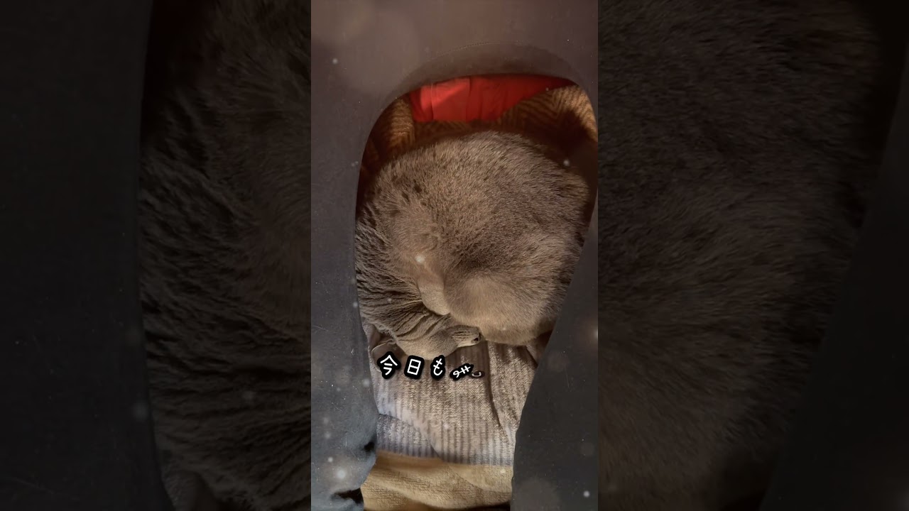 【ロシアンブルー】めろん、どうやら目を開けたまま...🫢【猫】#shorts