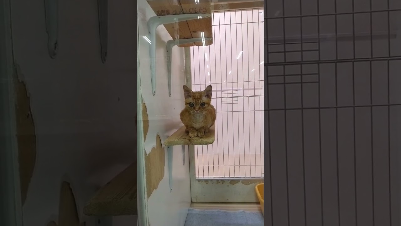 デボンレックス