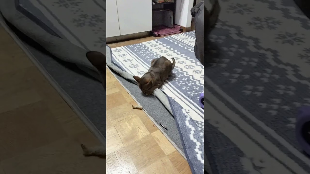 ネコ動画あび#2736　#shorts　#あび #ねこ #ネコのあび #猫動画