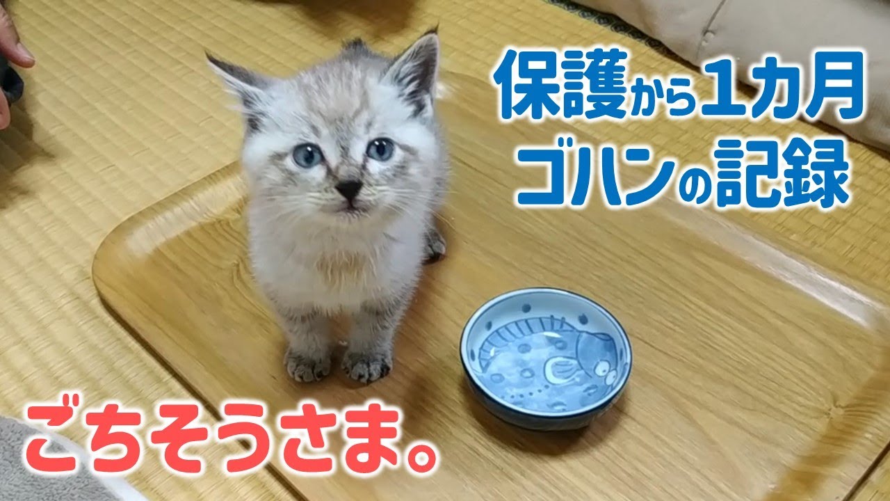 ゴハン最高、おかわりください‼ 思わず『うまうま』おしゃべりする子猫の１カ月【保護猫】