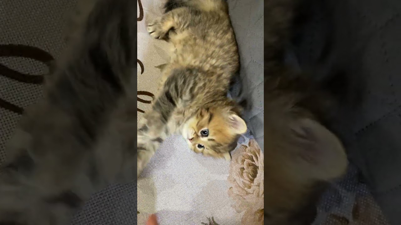 ペルシャ 甘えん坊の男の子