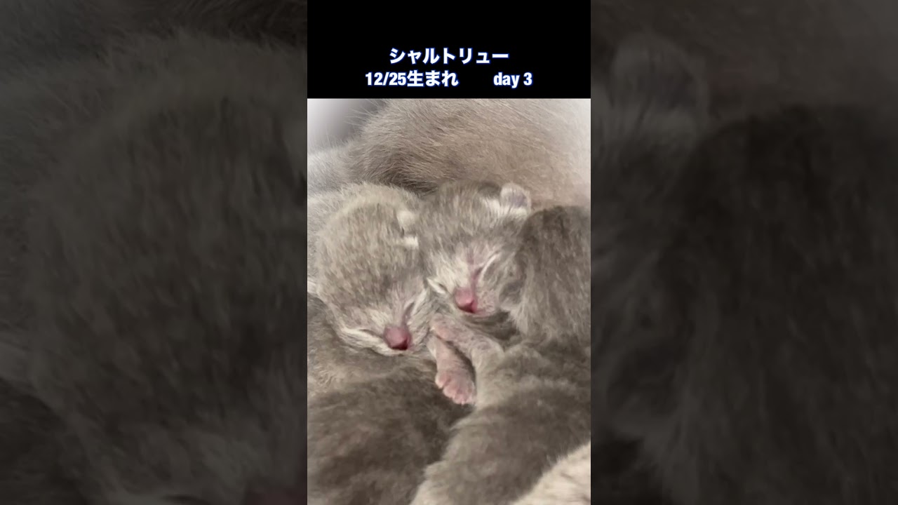 #shorts 【シャルトリュー子猫】良い子に育てと願う
