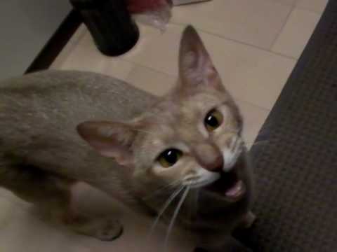 アビシニアンの鳴き声