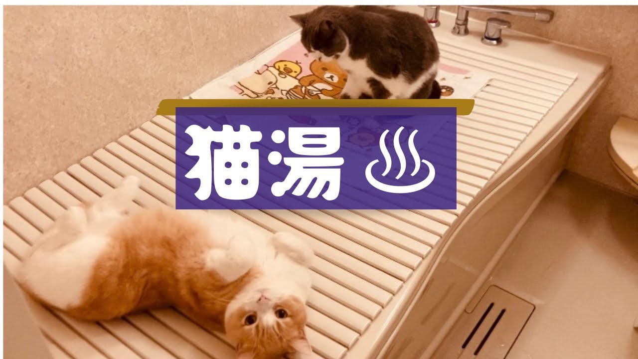 #15  猫湯♨️〜癒しの湯〜　　　　　 #スコティッシュフォールド#マンチカン#ミヌエット#猫動画
