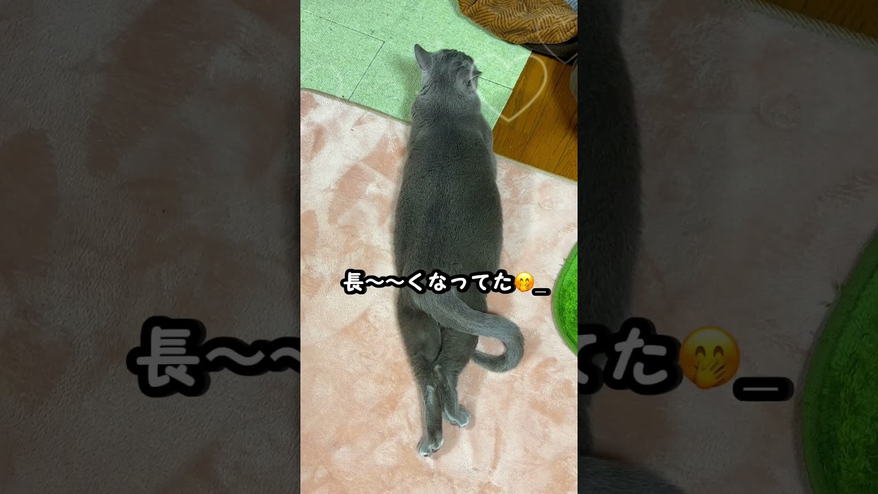 【ロシアンブルー】めろん、満足して⁇長くなる🤭【猫】#shorts