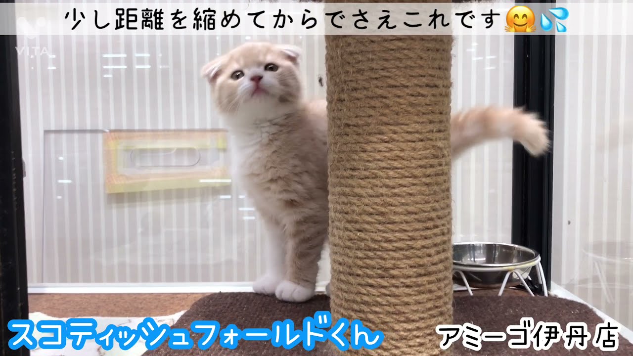 スコティッシュフォールド折れ耳くん　アミーゴ伊丹店