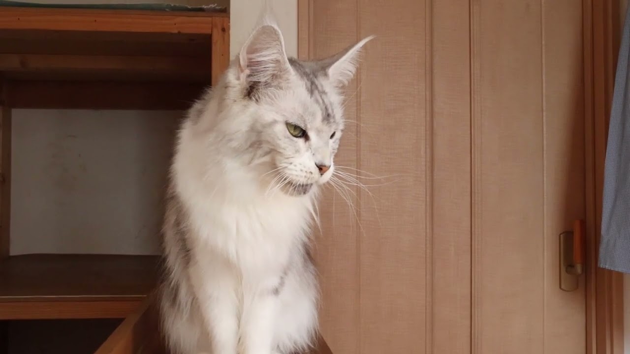 シルバーのメインクーン愛子さんとお別れ