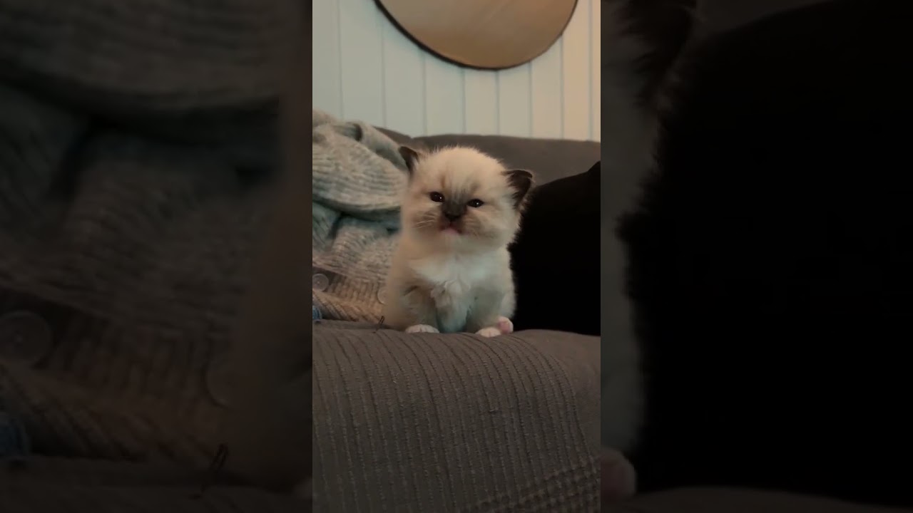 Wait for the end😍 #cats  #catsofinstagram #cat #feline #catstagram  #cutecats #cute