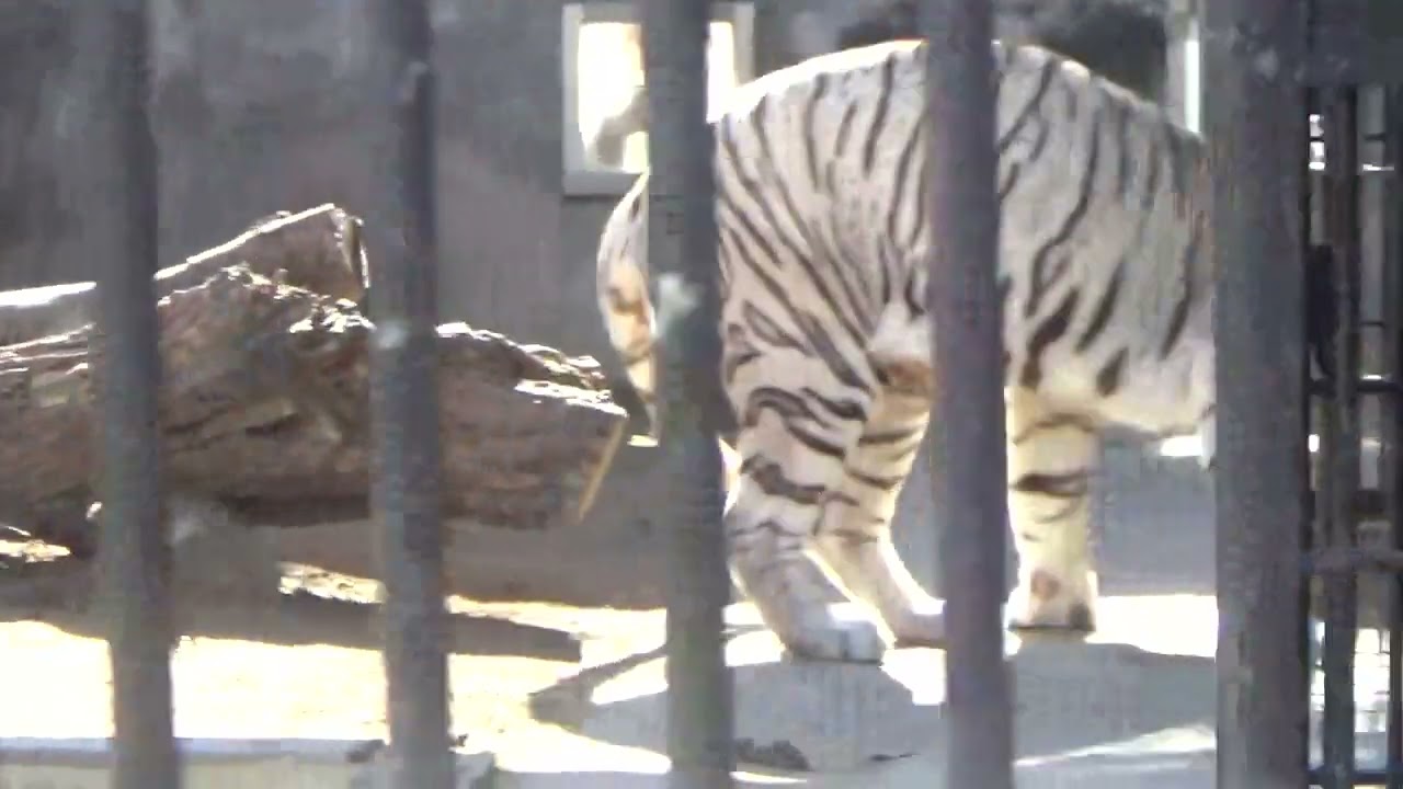 2023.12.26 宇都宮動物園☆ホワイトタイガーの双子の赤ちゃん_04