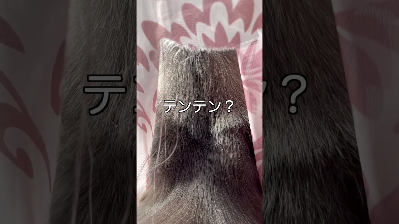 カーテン破り(笑) #shorts #スコティッシュフォールド #ソマリ #ねこ #にゃんこ #スコ