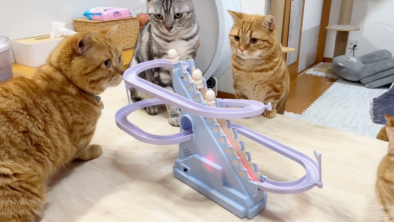 みゅうちゃんのおもちゃに夢中になるマンチカン親子がとてもかわいい #猫 #マンチカン