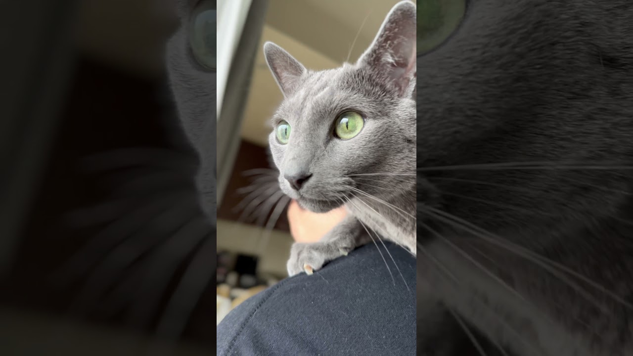 ウィルの毎日 #13 肩乗り猫。