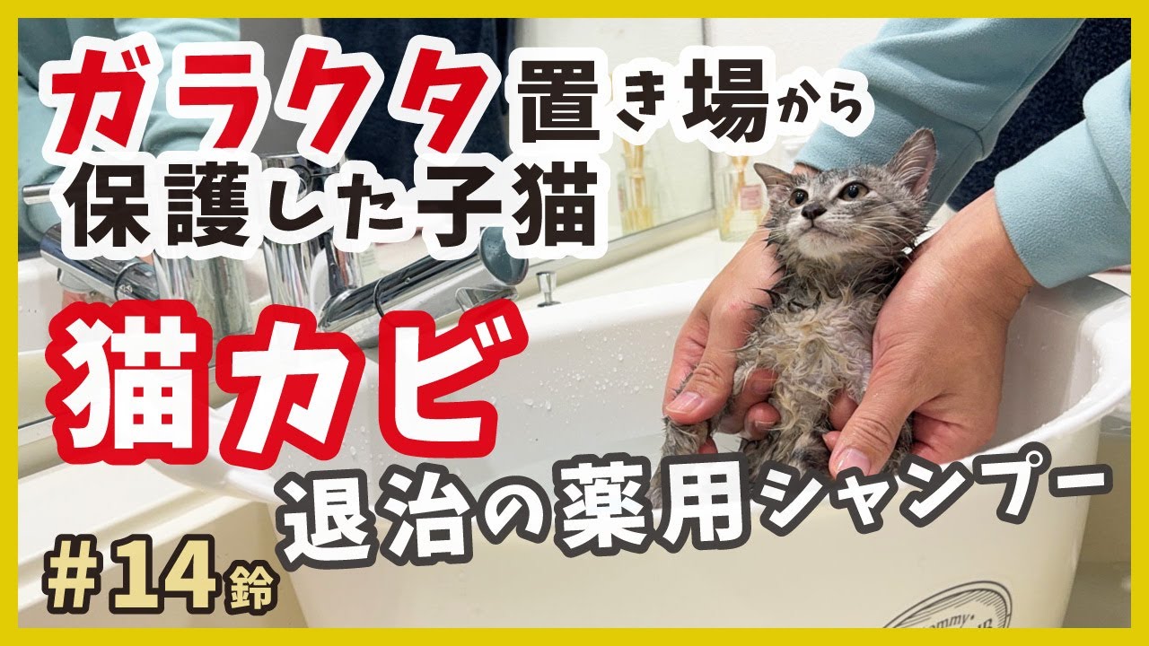 【子猫 保護 ガラクタ山】薬用シャンプーで猫カビすっきりサッパリ。 【りんりん姉妹・鈴14】/ silver kitten