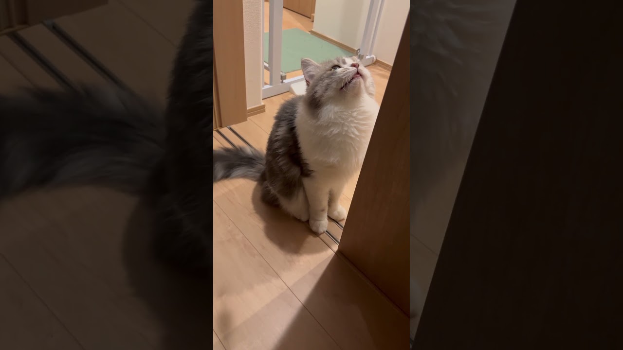 【カカカッ　Part2】思わずでちゃいます　#shorts　#ラガマフィン　#猫