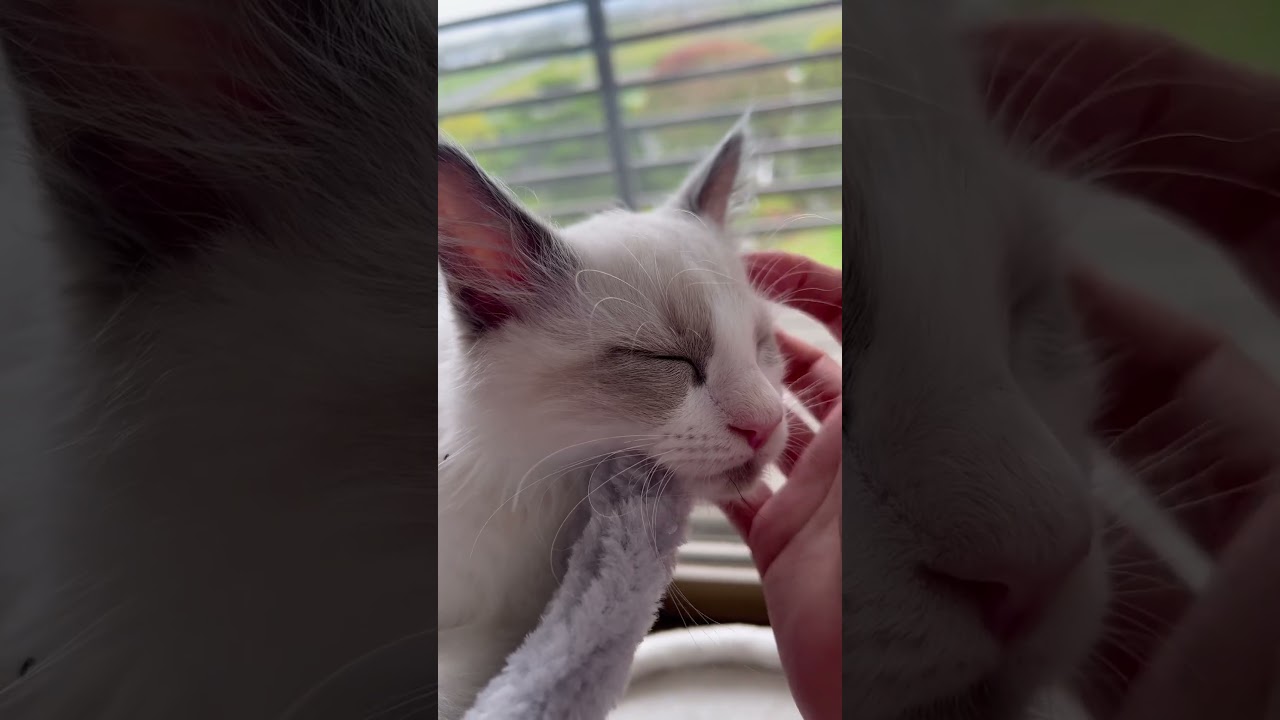 【ラグドールのわたげ】なでなでにうっとりする猫#shorts #猫 #ラグドール