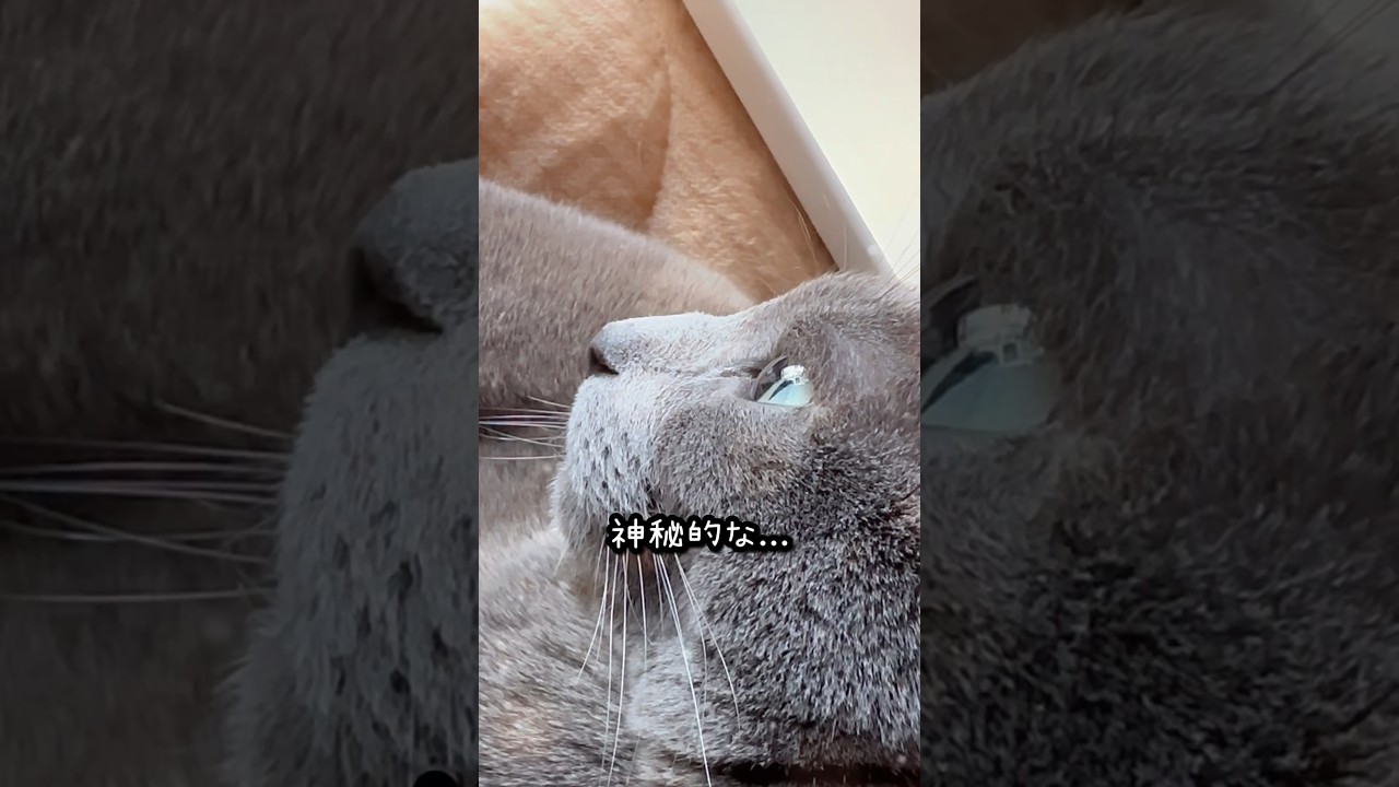 【ロシアンブルー】めろんのお目々...ガラス玉みたい✨🥰【猫】#shorts