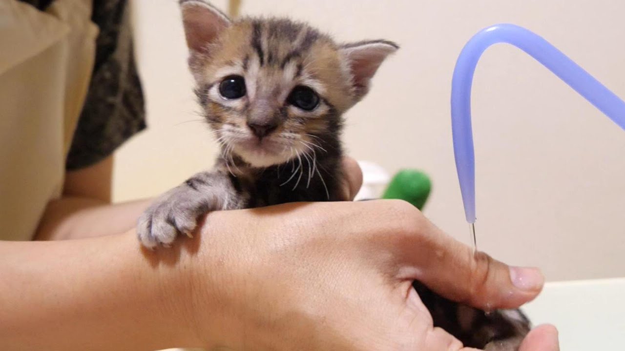 初めてのお尻洗いにびっくりする子猫。お腹を壊した子猫のお尻をお湯で優しく洗う。【赤ちゃん猫　保護猫】