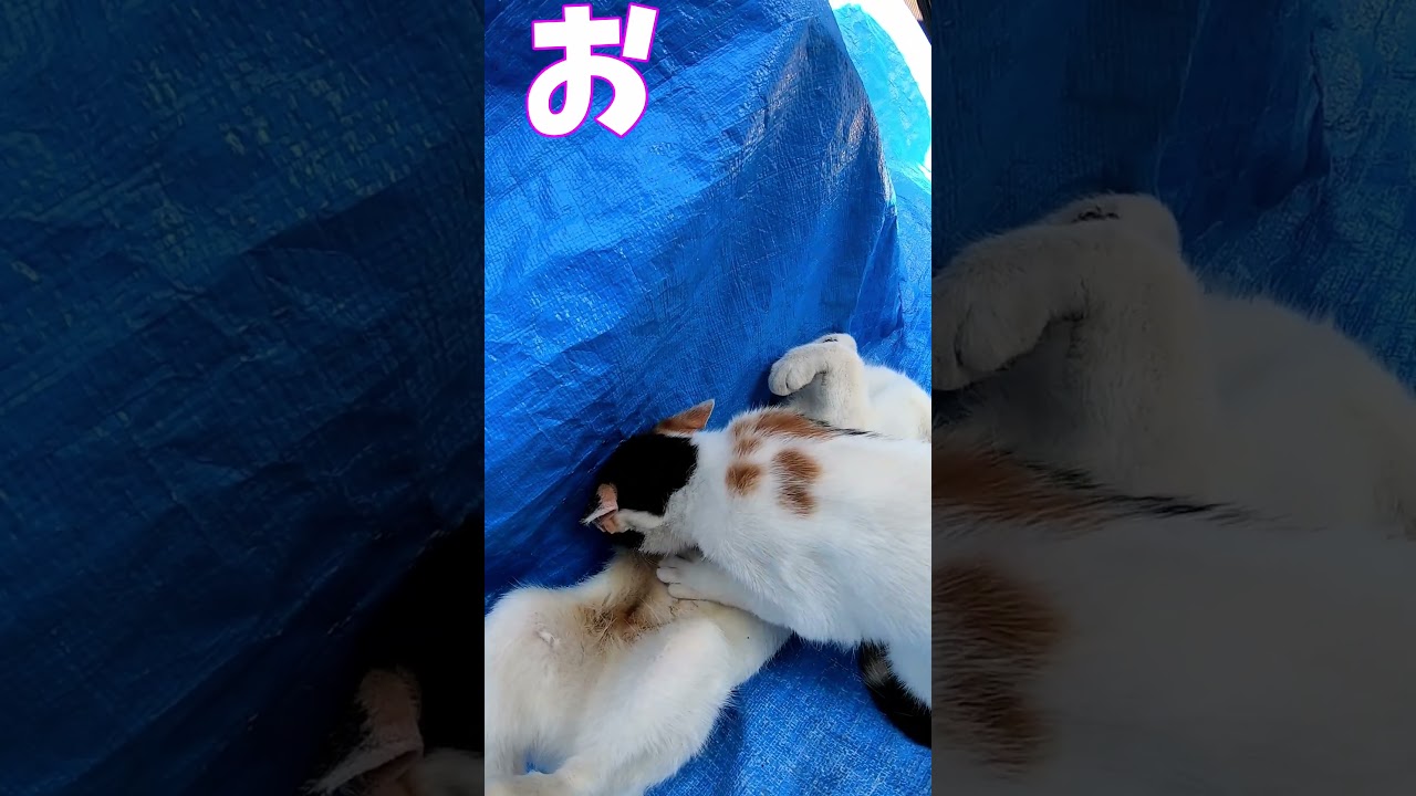 猫」「CAT & PEACE」 #cat #ソマリ #feralcat #ねこ動画 #straycat #保護猫 #野良猫ちゃん #wildcat #cat #猫動画 #猫好きさんと繋がりたい