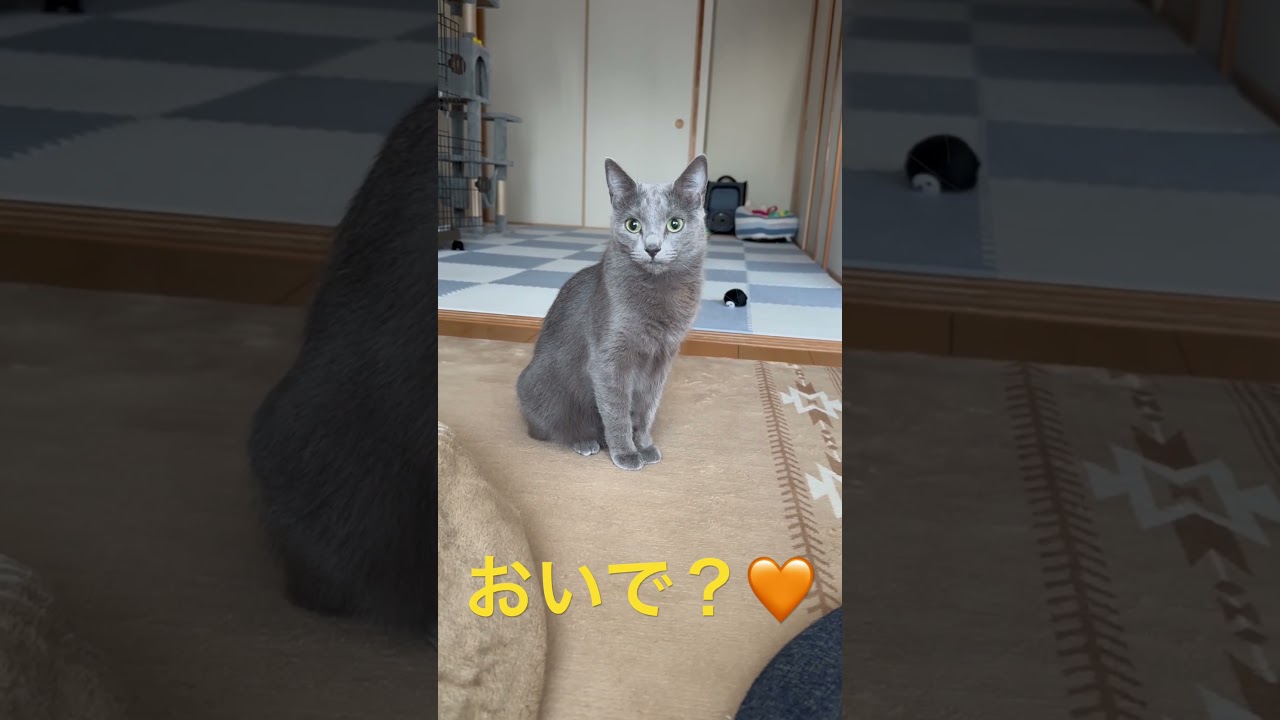 おいで🧡可愛い そらちゃん😍（ロシアンブルー）#shorts
