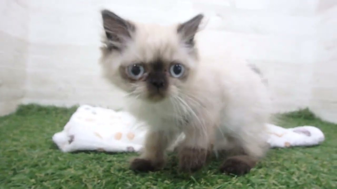 Coo&RIKU　No00659580 ヒマラヤン