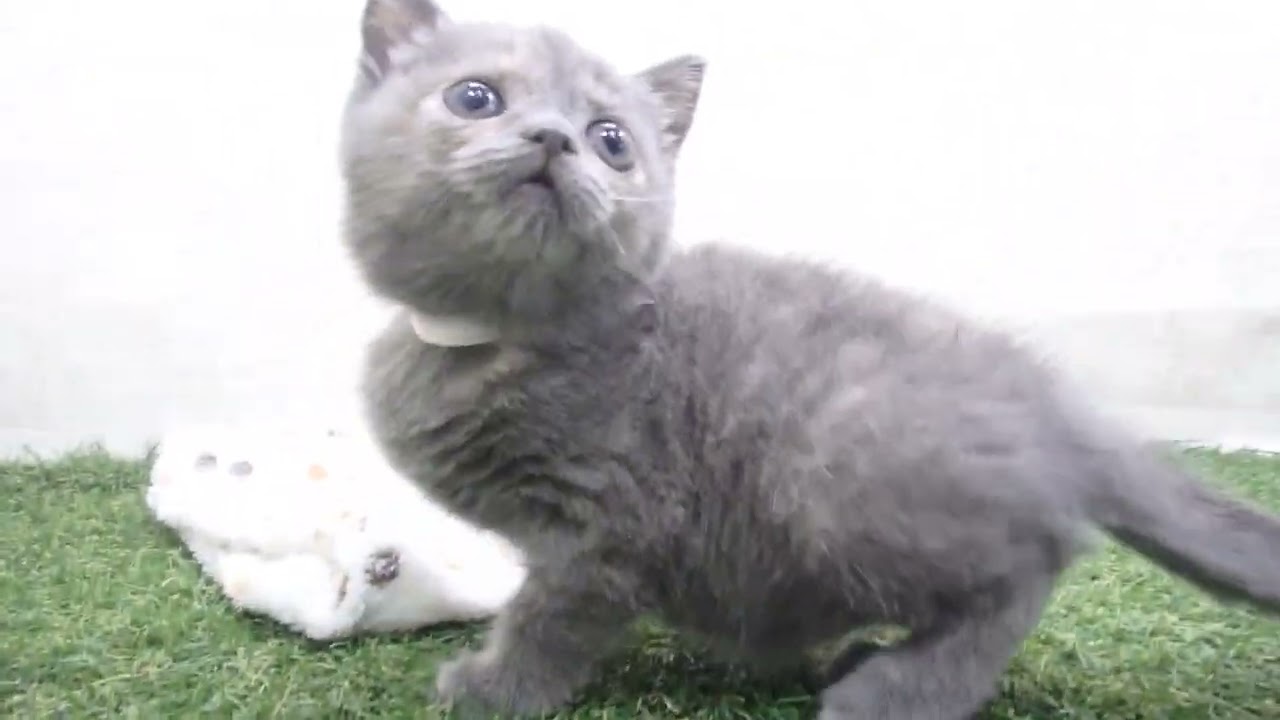 Coo&RIKU　No00659619 スコティッシュフォールド