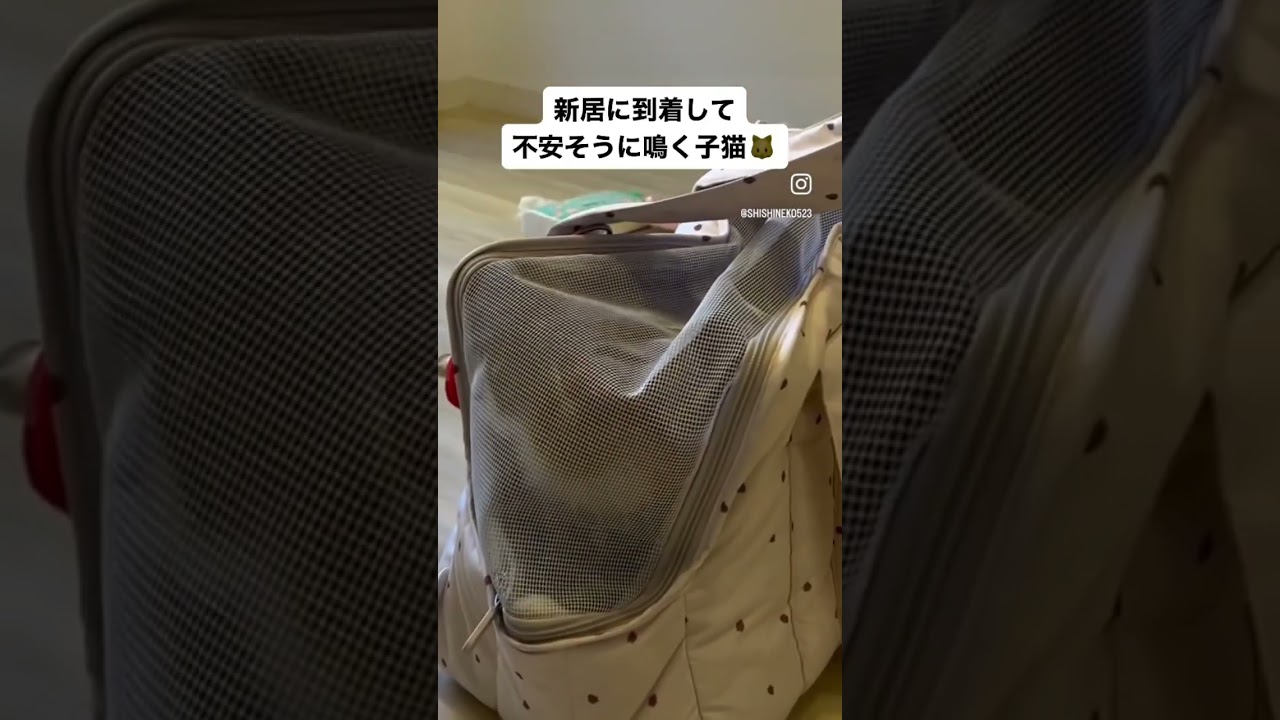 【サイベリアンの子猫】新居に来て不安そうになくシシ(少し前の動画です) #cat #siberian #ねこ #siberiancat #子猫 #サイベリアン #short #shorts