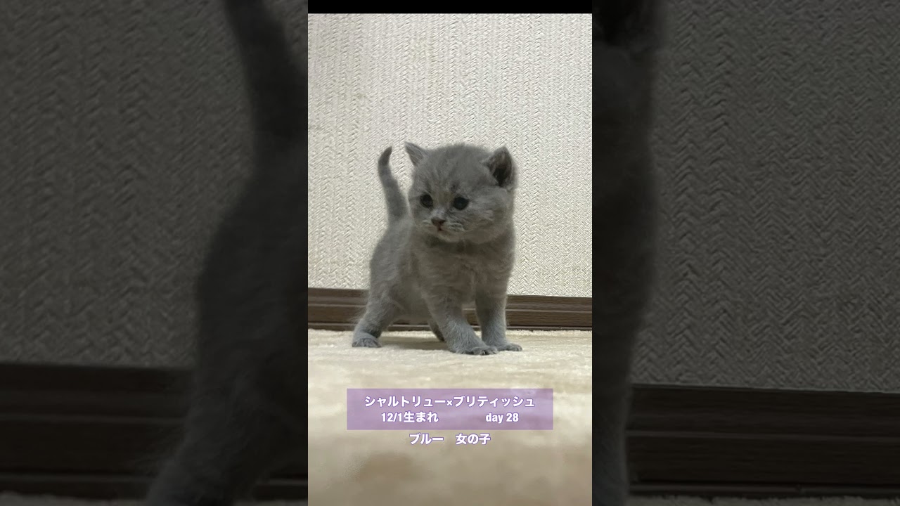 #shorts 【シャルブリちゃん】シャルトリューとブリティッシュ綺麗に半分っこした『ふっくらスタイル』
