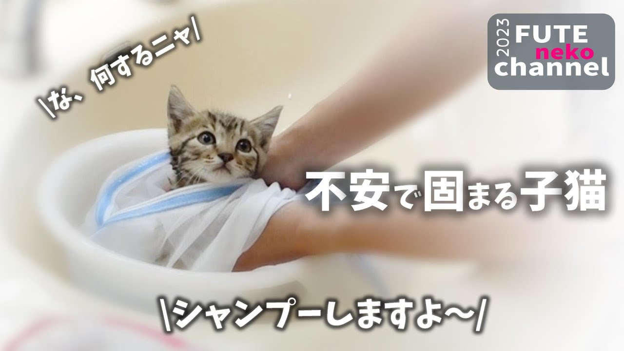 びっくりして固まってしまった子猫をシャンプーしました【保護子猫】