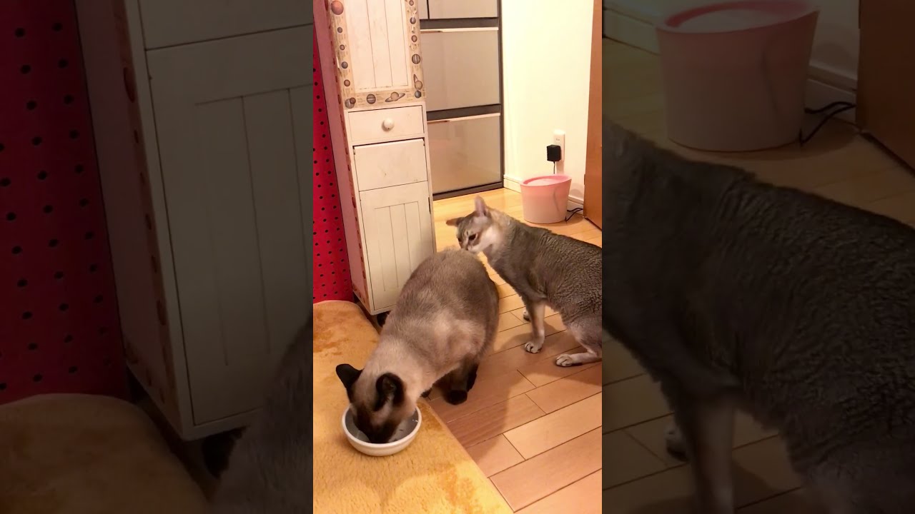 ごはん中のたぬき猫のニオイをチェックしまくるシンガプーラなのにゃ♪#cat #シンガプーラ #トンキニーズ#たぬき猫