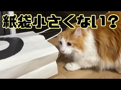 サイズを見誤っている猫【マリー（メインクーン）】