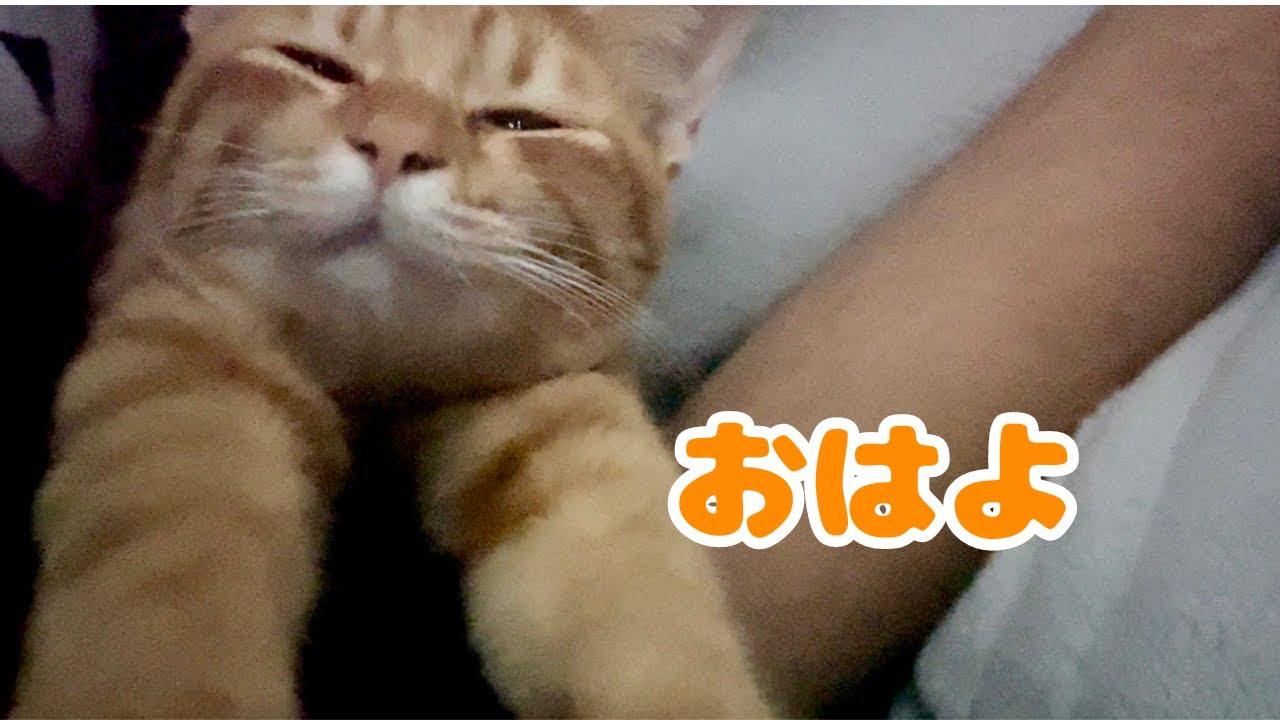 【保護猫】布団をめくったら子猫がこうなってましたwww