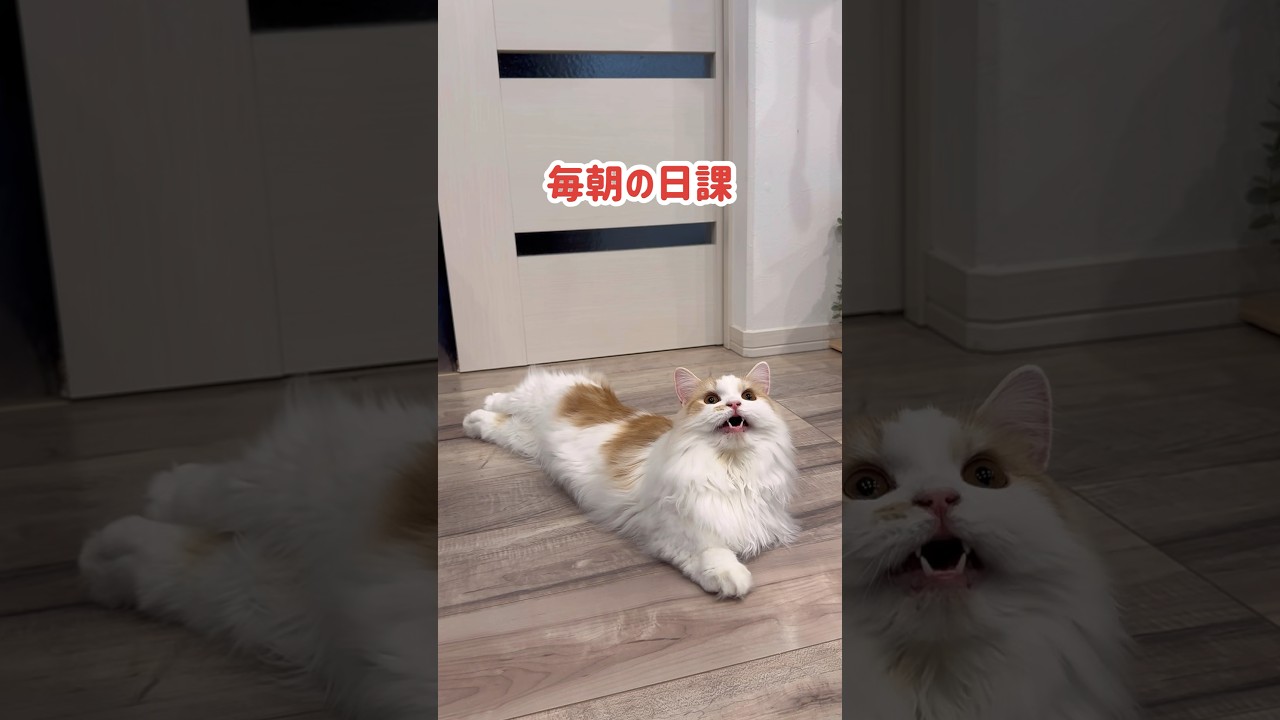 ルーティンになったクラッキング猫 #ねこ #ネコ #cat #ミヌエット #短足 #長毛 #shorts