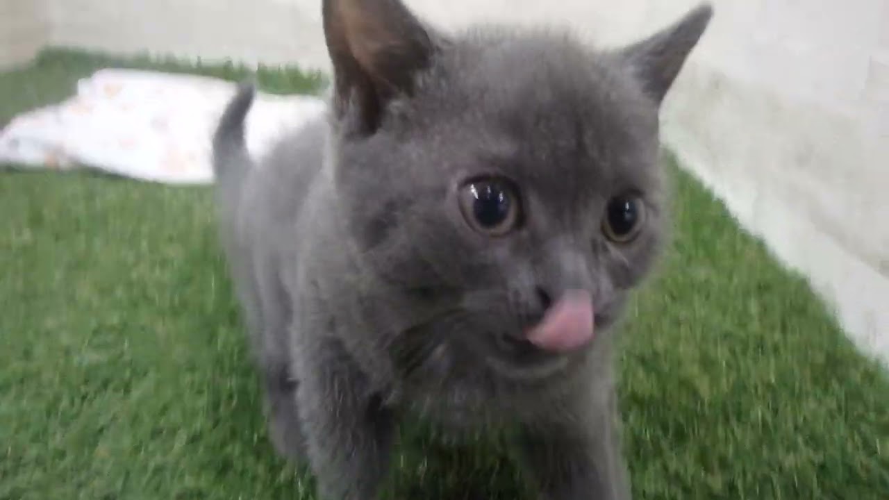 Coo&RIKU　No00659772 スコティッシュフォールド