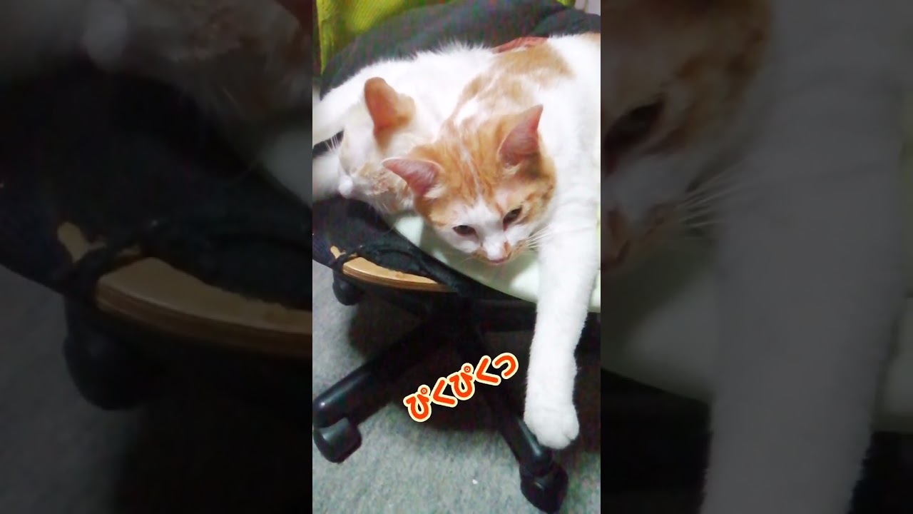 【ねこ動画】きなこの手芸🐱 #shorts #ねこ動画 #猫