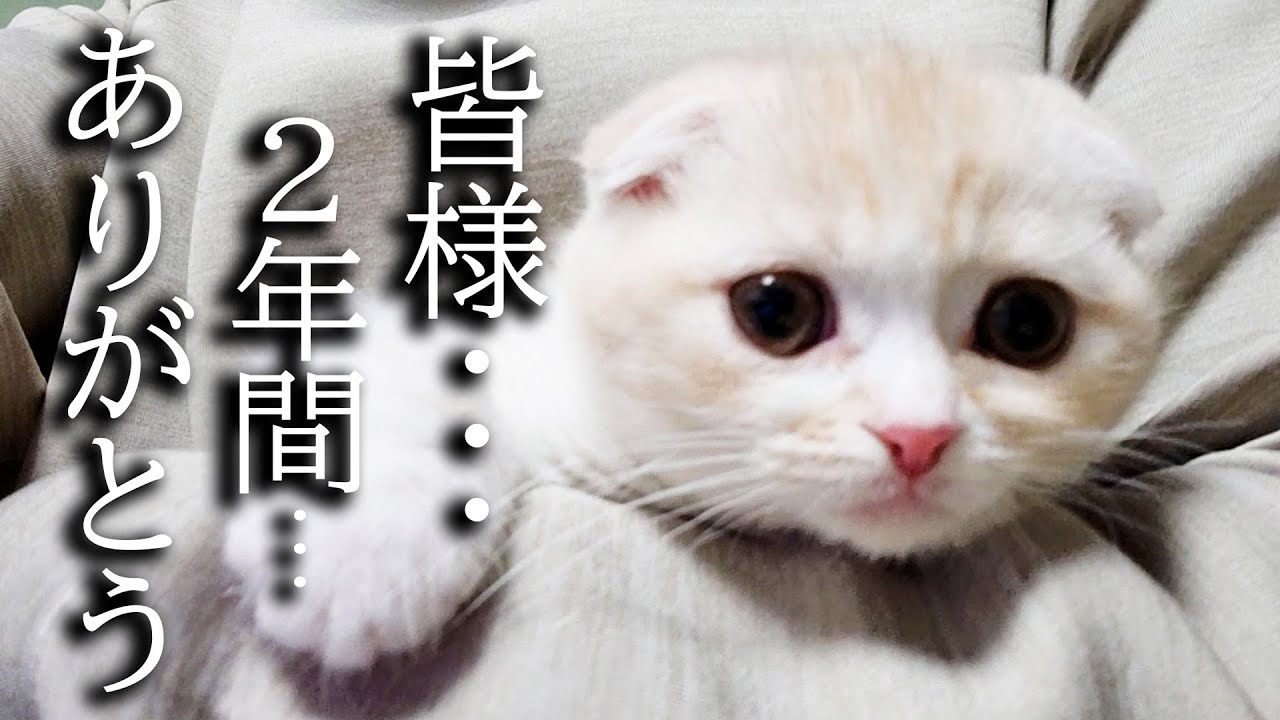 ハスキー犬が育てた子猫が2年間の成長でこうなりました・・・・