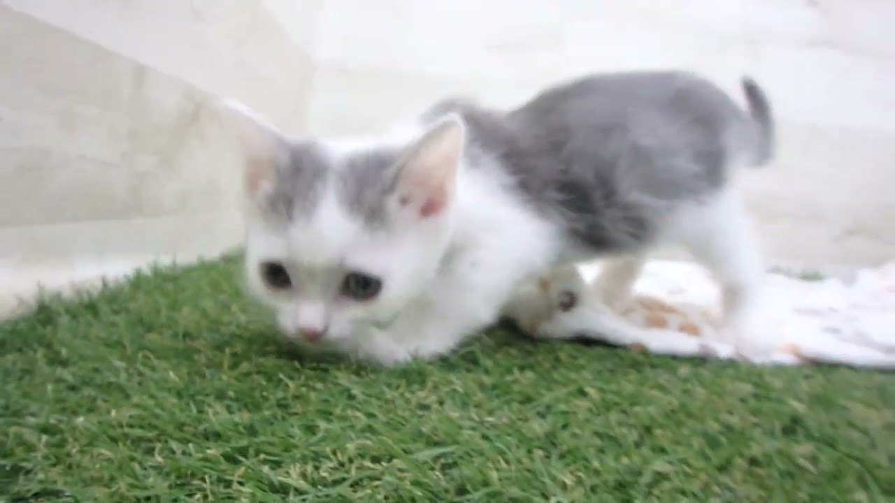 Coo&RIKU　No00659557 スコティッシュフォールド